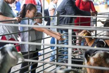 Más de 900 animales en la Feria de Ganado de Gran Canaria (Foto TA)